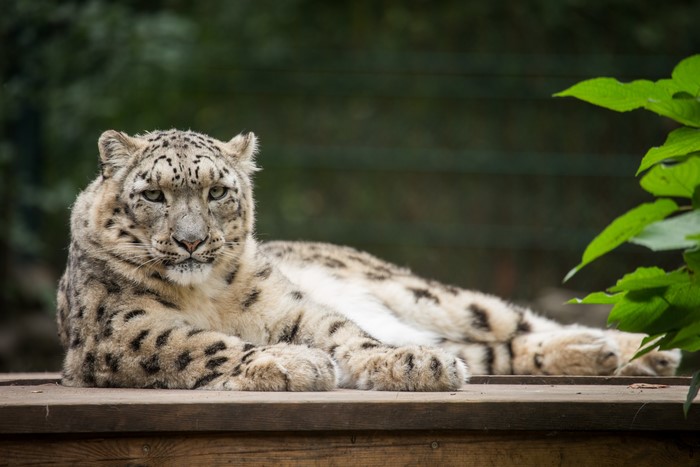 Snow leopard resting on wooden platform