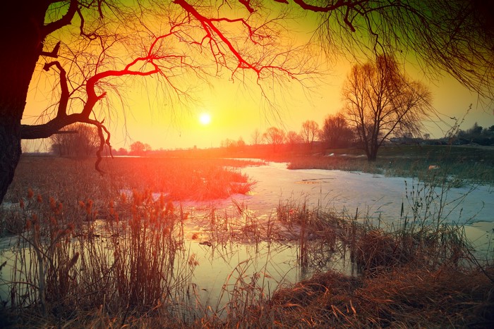Sunset over a frozen river with reeds and trees