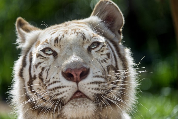 White Tiger Close-up