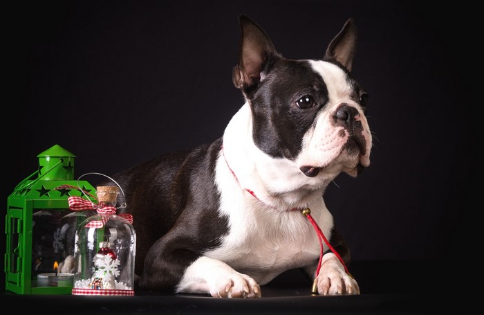 Boston Terrier with Christmas Decorations