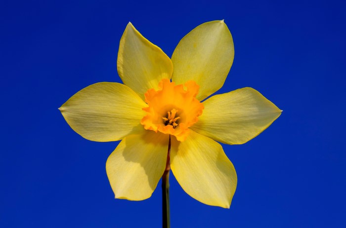 Yellow Daffodil Flower on Blue Background