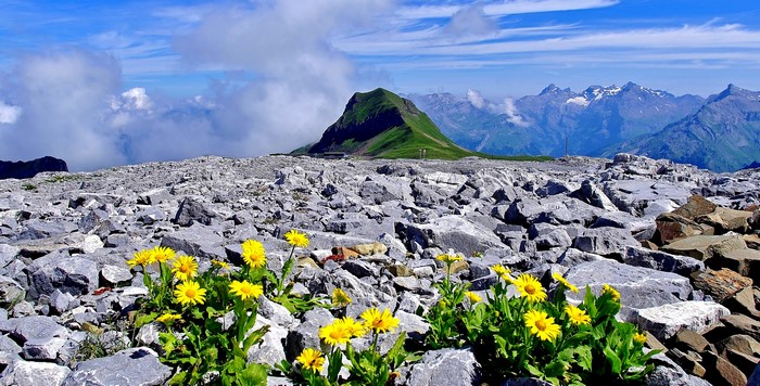 Yellow flowers on rocky mountain slope with Alps in background
