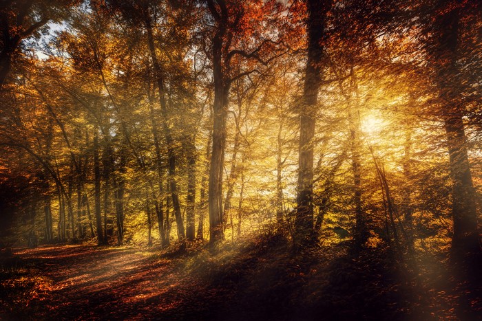 Autumn forest with sun rays