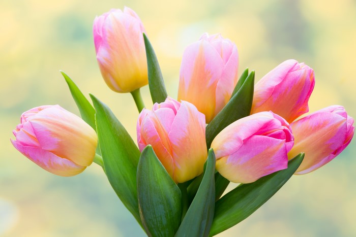 A bouquet of pink and yellow tulips