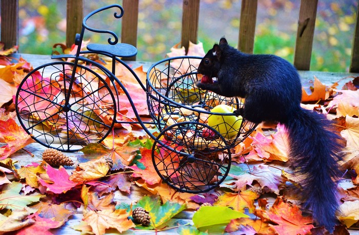 Black squirrel on a decorative bicycle with autumn leaves