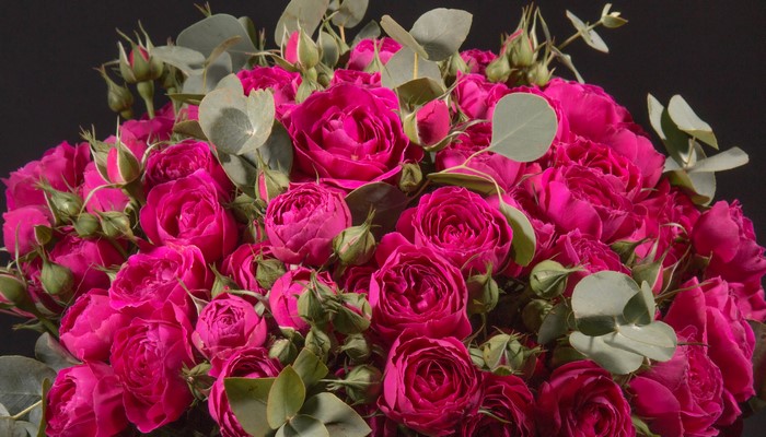 Close-up of a bouquet of deep pink roses and eucalyptus leaves