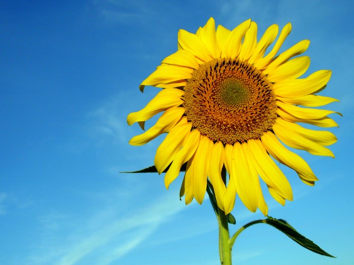 Sunflower against a blue sky
