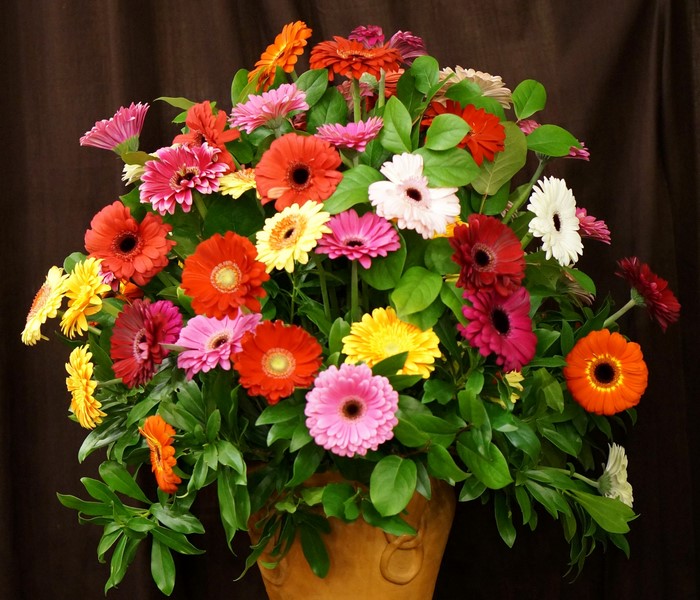 Bouquet of colorful Gerbera daisies in a vase