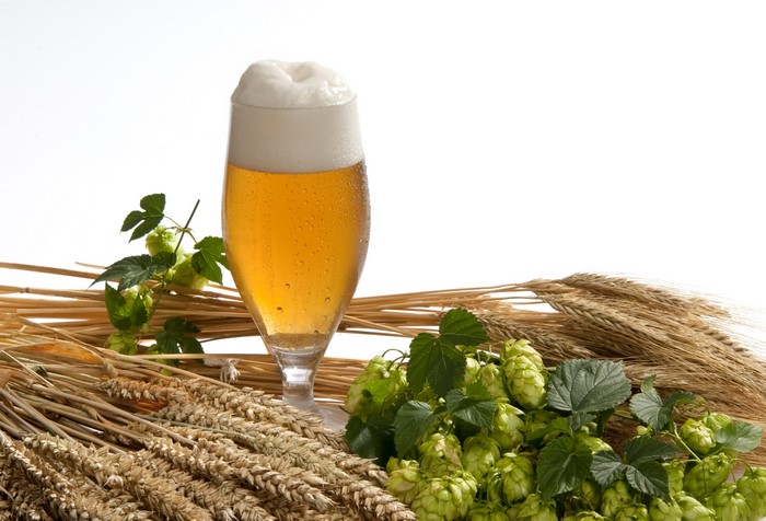 Beer with Hops and Wheat on White Background