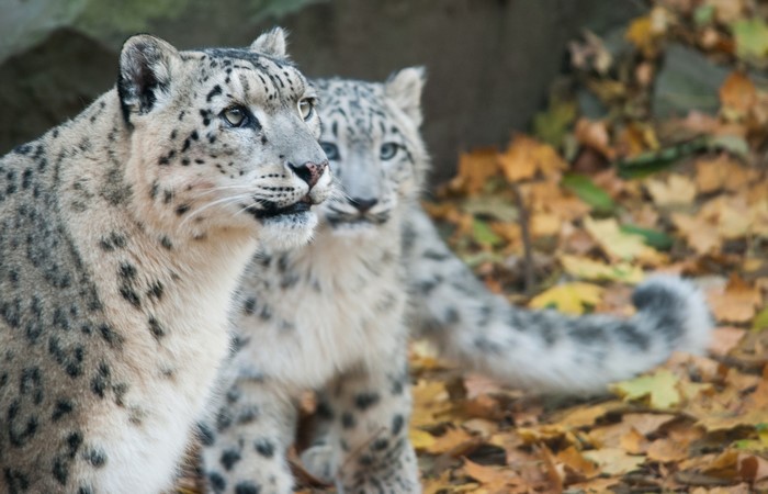 Two snow leopards in autumn leaves