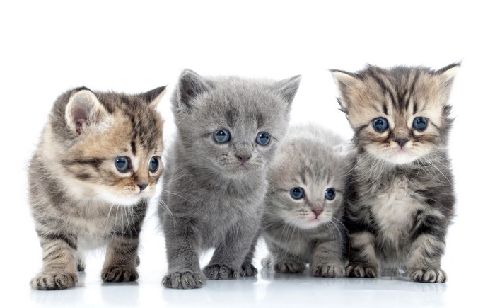 Four adorable kittens on a white background