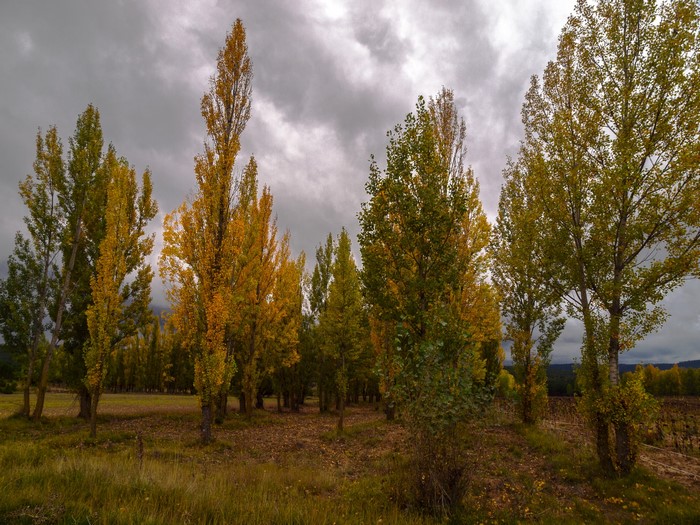 Autumn trees with yellow and green leaves under a cloudy sky