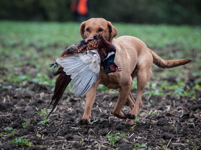 Labrador Retriever carrying a pheasant in a field