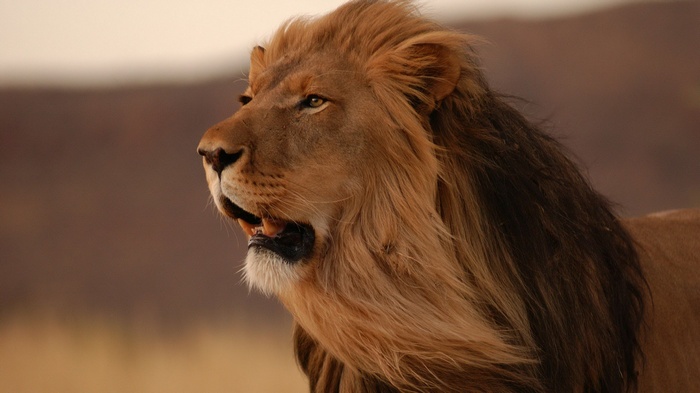 Close-up of a male lion's head