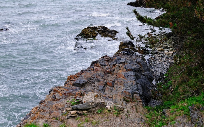 Rocky coastline with choppy ocean waves and pine trees