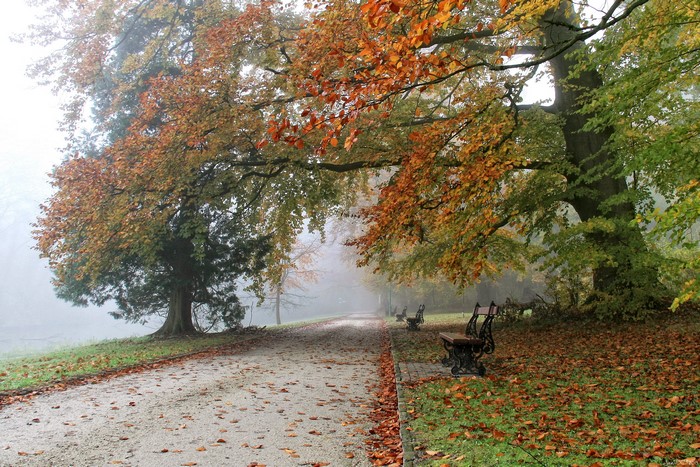 Park path in Meise, Belgium during autumn with fog