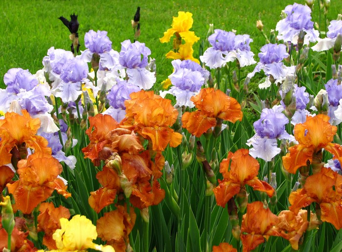A bed of colorful irises in bloom