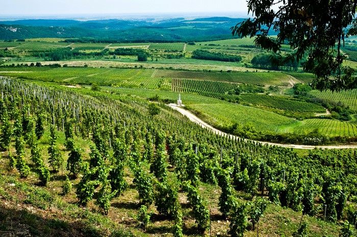 Vineyard landscape in Hungary
