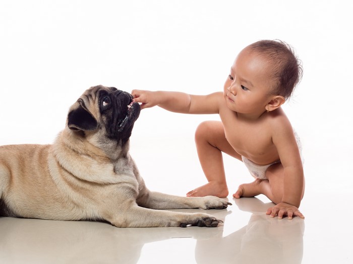 Baby feeding a Pug on a white background