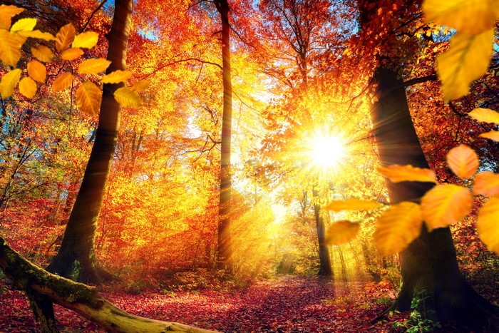 Autumn forest with sun rays and fallen leaves