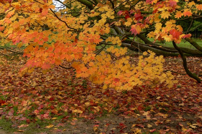 Vibrant Autumn Branches with Colorful Foliage