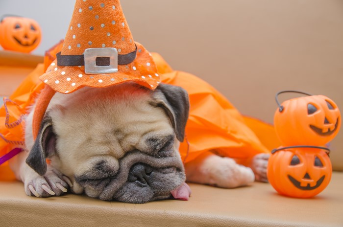 Pug in Halloween Costume Sleeping with Pumpkins