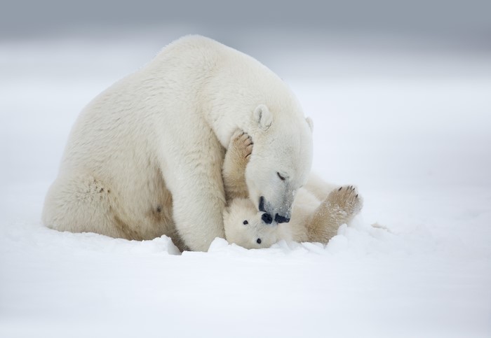 Polar Bears Playing in the Snow