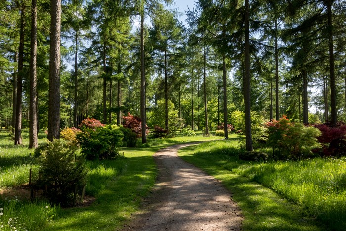 Forest path with trees and shrubs in Westonbirt Arboretum