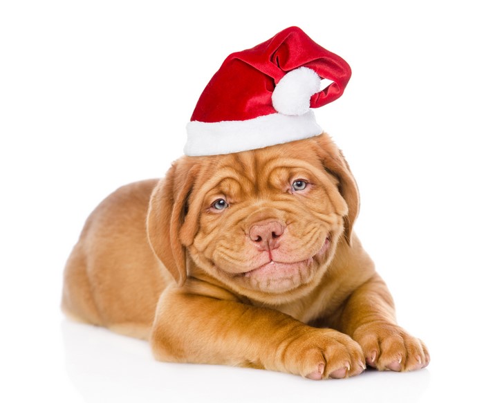 Dogue de Bordeaux puppy wearing a Santa hat