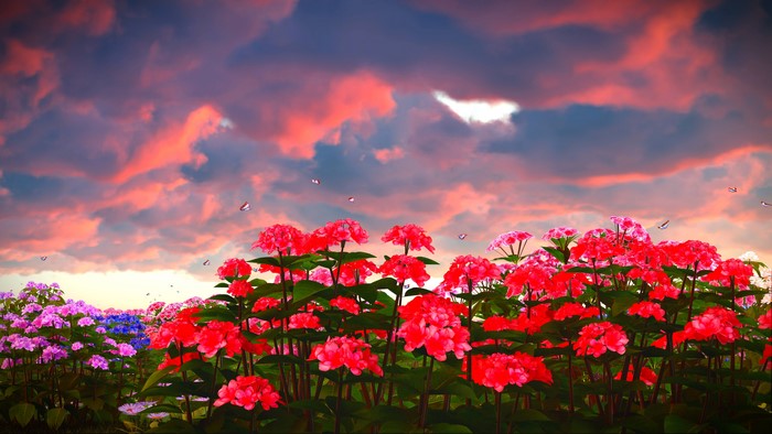 Field of Hydrangeas Under a Dramatic Sunset Sky