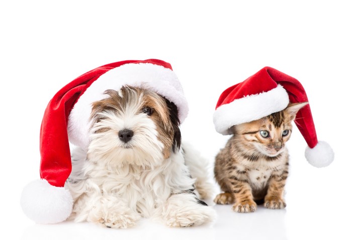 Puppy and kitten wearing Santa hats