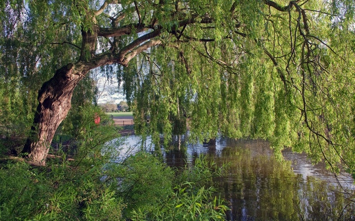 Weeping willow tree branches over a calm body of water