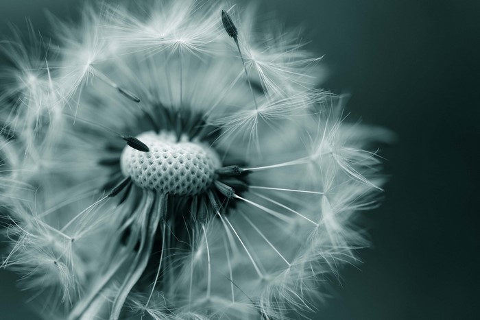 Macro view of a dandelion seed head