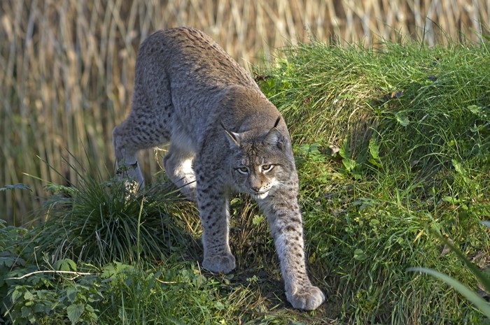 Lynx walking on grassy hill