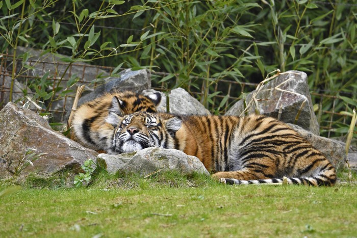 Two tigers sleeping on rocks and grass
