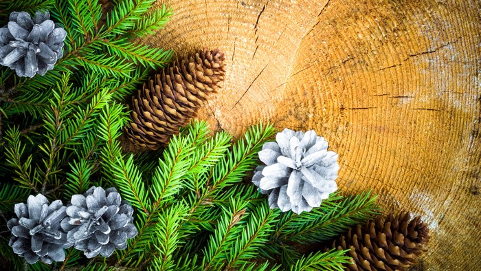 Christmas Branches and Pine Cones on Tree Stump