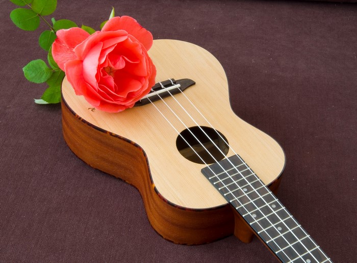 Ukulele with a red rose on a brown background