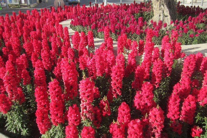 Field of Red Antirrhinum Flowers
