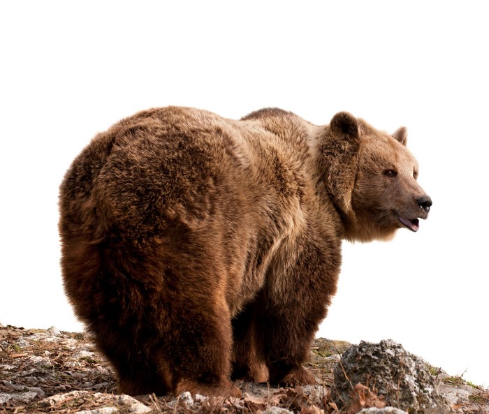 Brown Bear standing on rocky ground