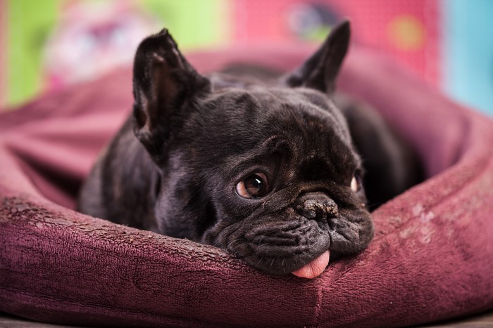 Black French Bulldog Lying in a Dog Bed