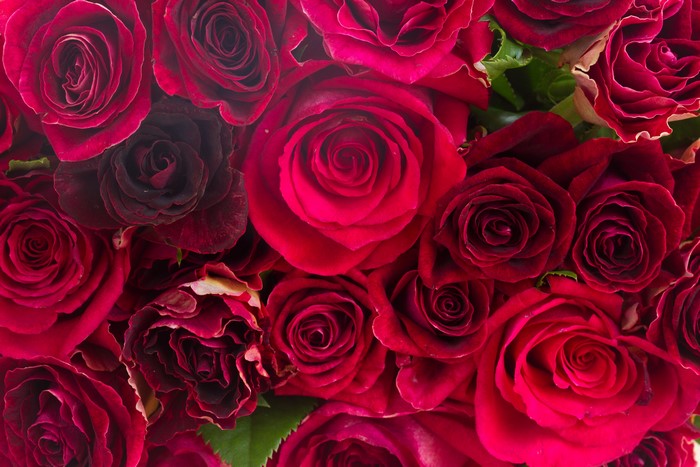 4K Closeup of Wine Color Roses