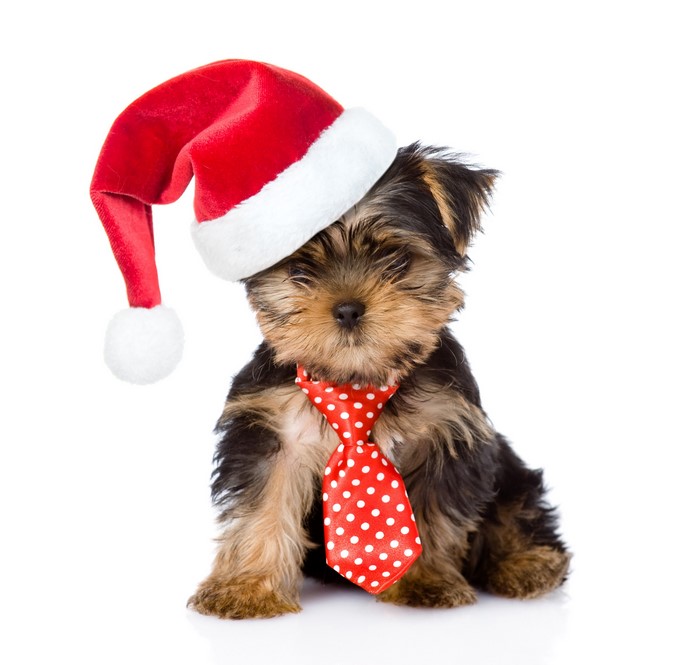 Yorkshire terrier puppy wearing a Santa hat and tie