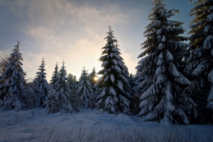 Snow-covered spruce trees in Hesse, Germany at sunset