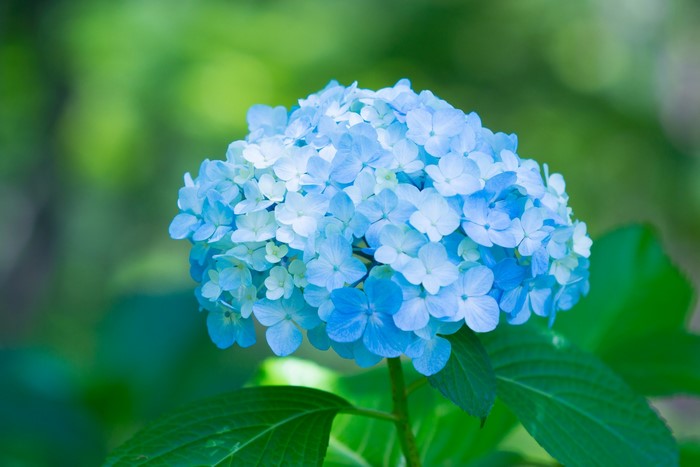 Light blue hydrangea flower with green background