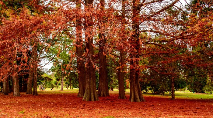 Autumn trees with red leaves covering the ground