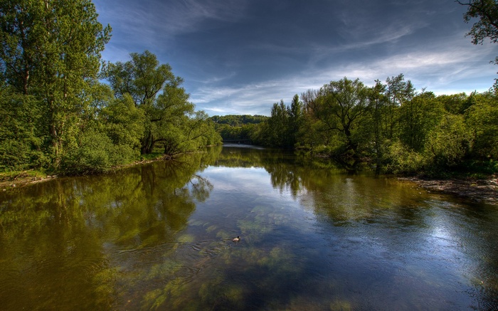River flowing through a forest with a duck