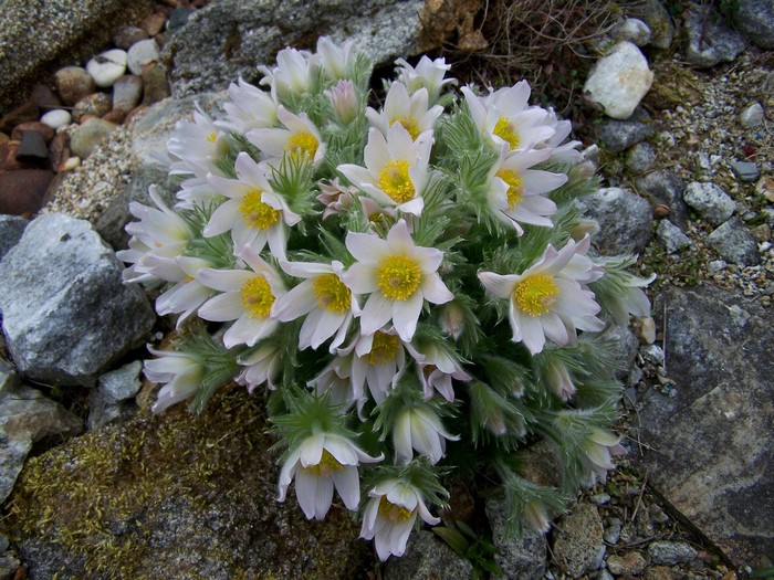 Pulsatilla flowers in a rocky garden