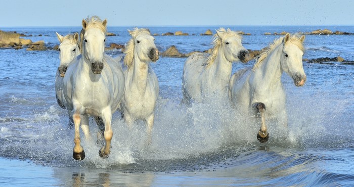 White horses running through the ocean