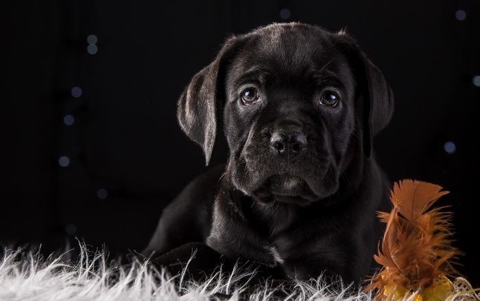 Black Cane Corso puppy with feather