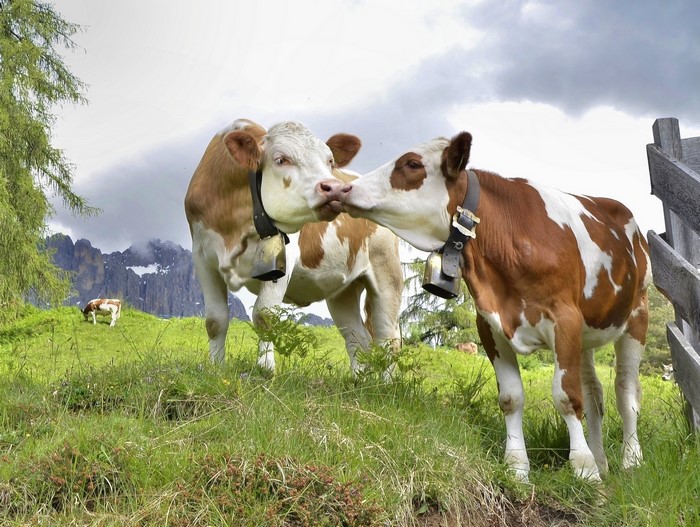 Two cows kissing in a grassy field with mountains